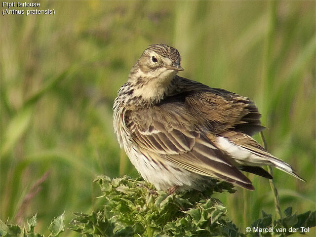 Pipit farlouse