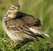 Pipit farlouse