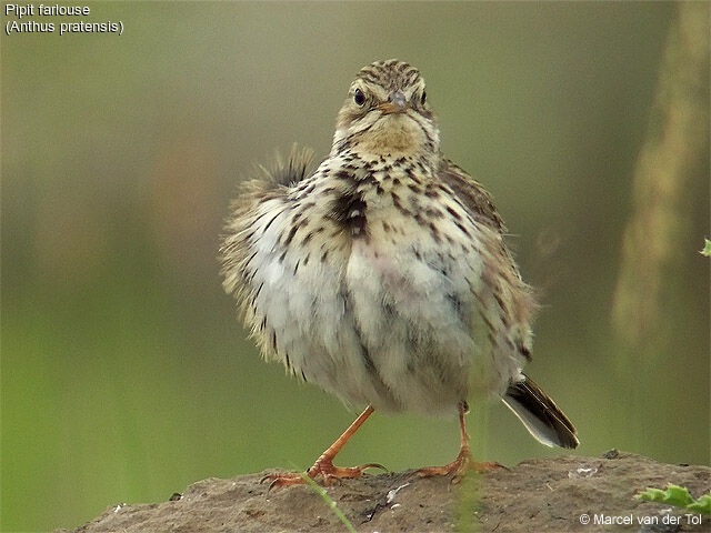 Pipit farlouse