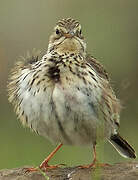 Pipit farlouse