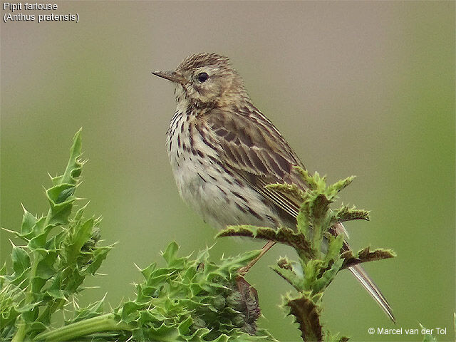 Pipit farlouse