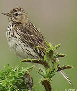 Pipit farlouse