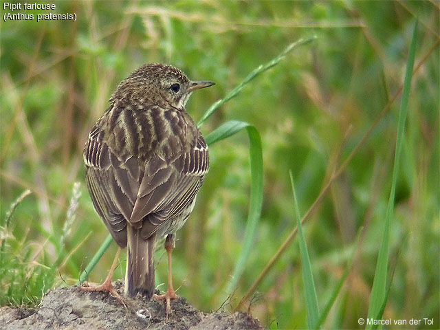 Pipit farlouse