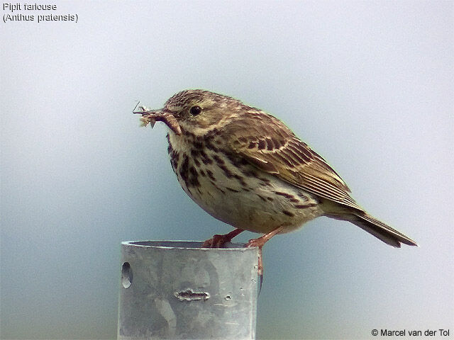 Pipit farlouse