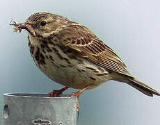 Meadow Pipit