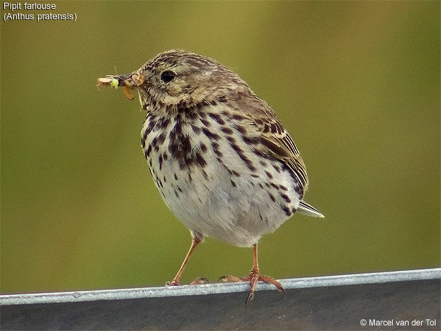 Meadow Pipit