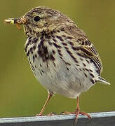 Pipit farlouse