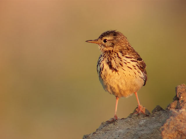 Pipit farlouse