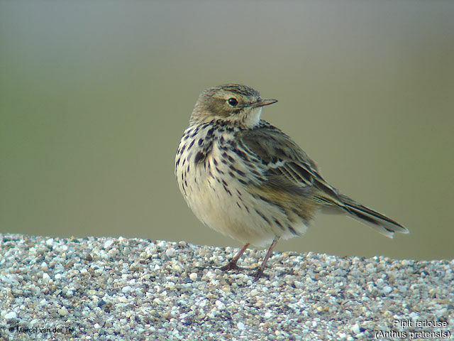 Meadow Pipit