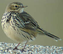 Pipit farlouse