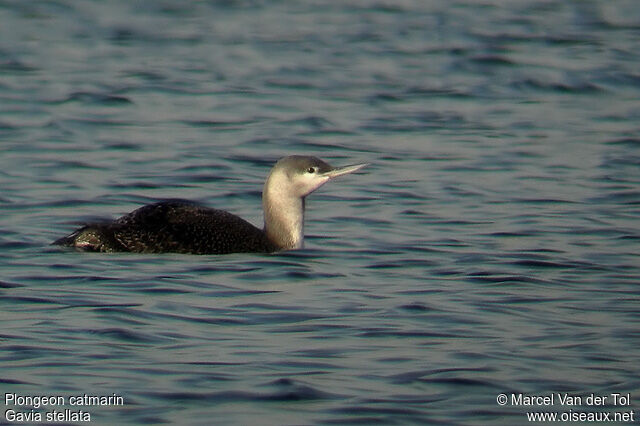 Plongeon catmarinimmature