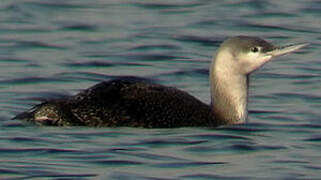 Red-throated Loon