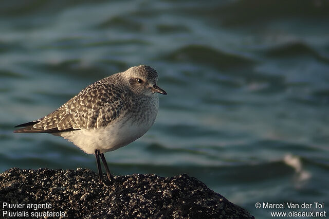 Grey Plover