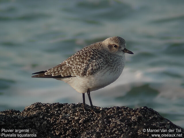 Grey Plover