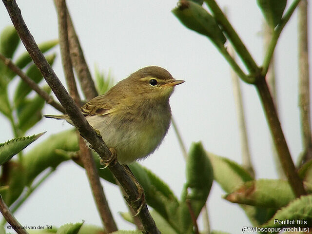 Willow Warbler