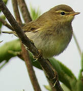 Willow Warbler