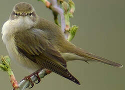 Willow Warbler