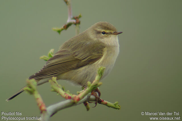 Willow Warbler male adult