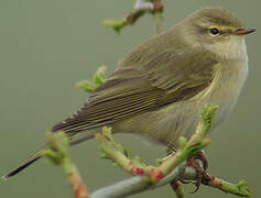 Willow Warbler