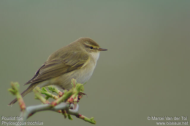 Willow Warbler male adult