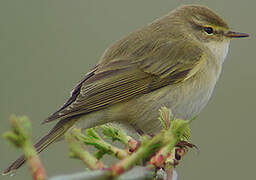 Willow Warbler