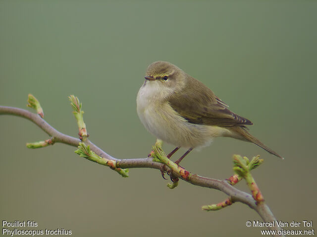 Willow Warbler male adult