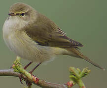 Willow Warbler