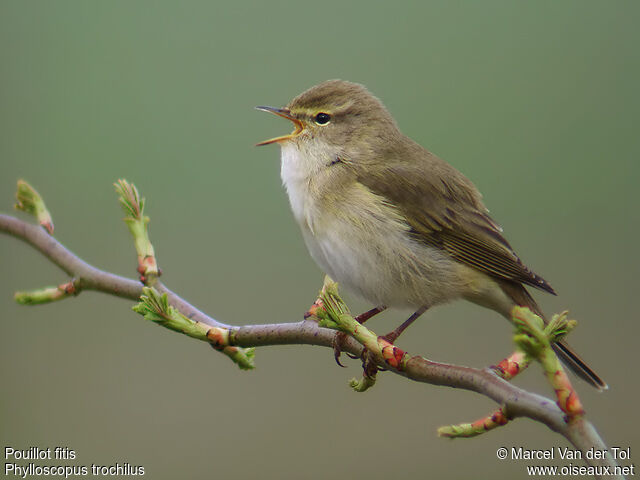 Willow Warbler male adult