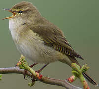 Willow Warbler