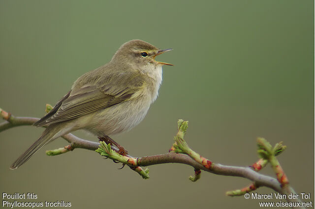 Willow Warbler male adult