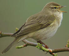 Willow Warbler