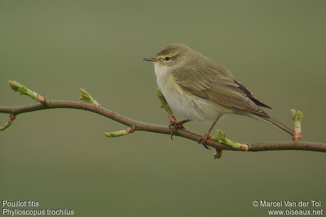 Willow Warbler male adult