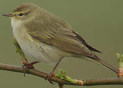 Willow Warbler