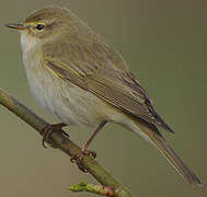 Willow Warbler