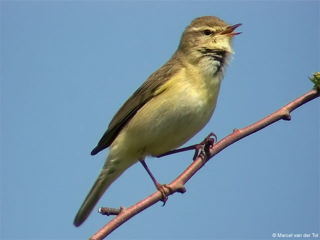 Willow Warbler