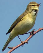 Willow Warbler