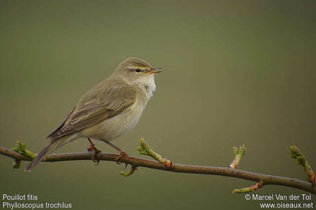 Willow Warbler male adult