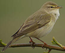 Willow Warbler