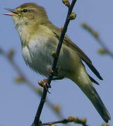 Willow Warbler