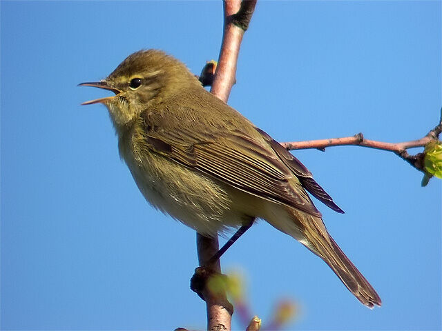 Willow Warbler