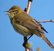 Willow Warbler