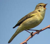 Willow Warbler