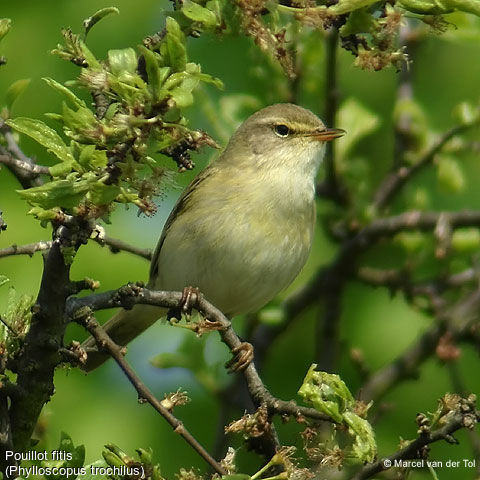 Willow Warbler