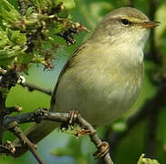 Willow Warbler