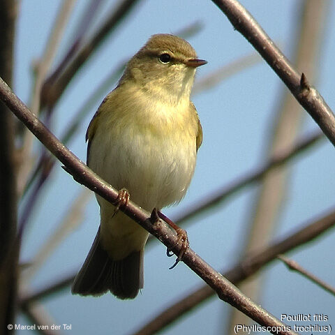 Willow Warbler