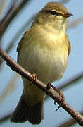 Willow Warbler