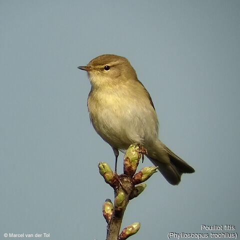 Willow Warbler