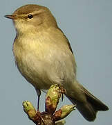 Willow Warbler