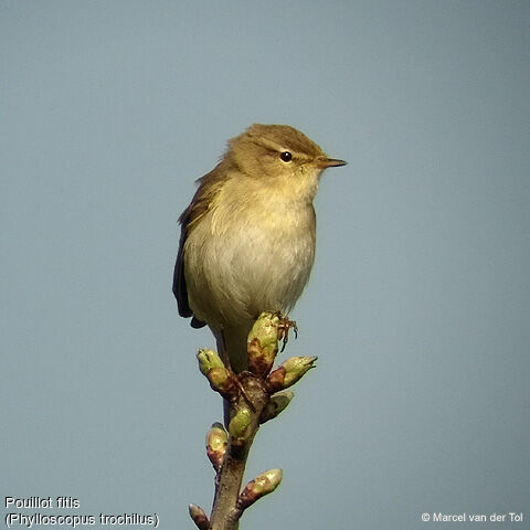 Willow Warbler