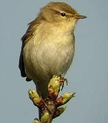 Willow Warbler